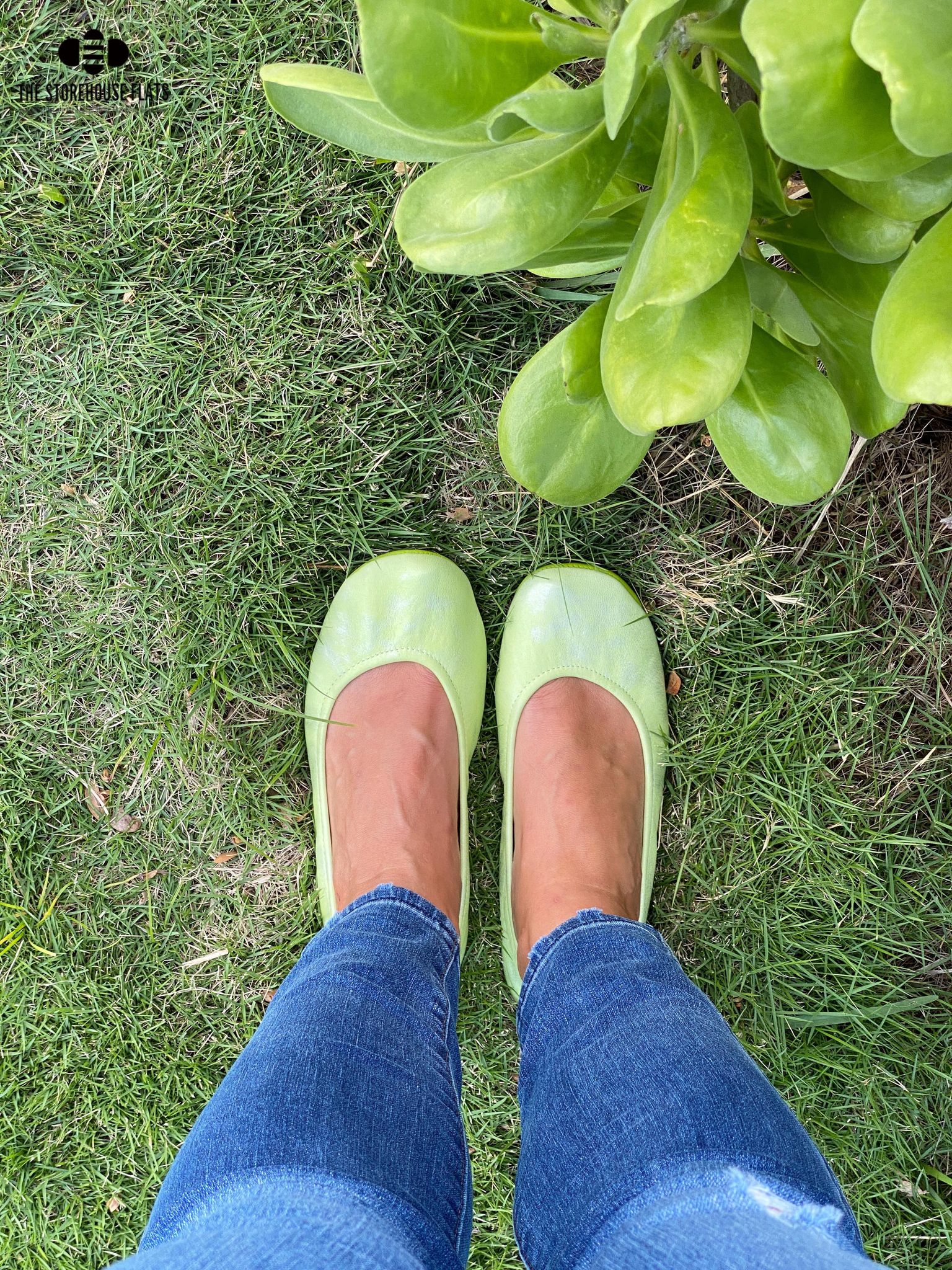 KEY LIME KISS | APRIL PREORDER - The Storehouse Flats